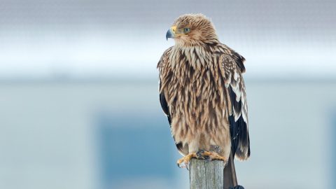 Der Kaiseradler fliegt wieder regelmäßig