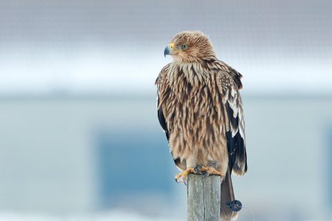 Der Kaiseradler fliegt wieder regelmäßig