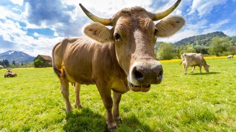 Genfreie Milch zahlt sich aus