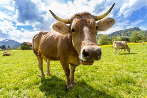 Genfreie Milch zahlt sich aus