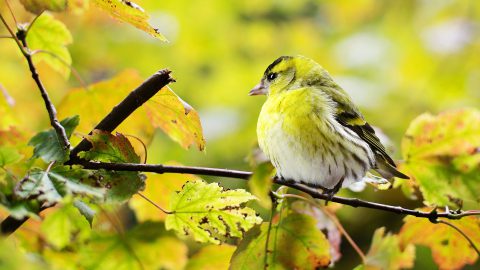 Vögel können leiser zwitschern