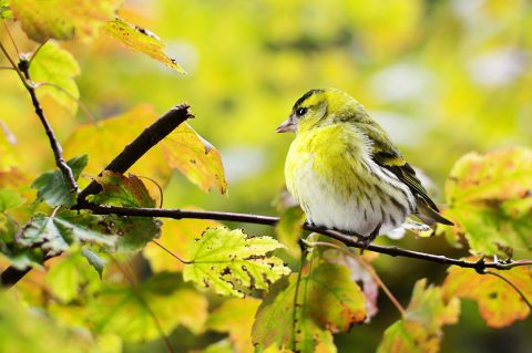 Vögel können leiser zwitschern