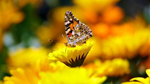 Sensationelles Ergebnis bei Schmetterlingszählung