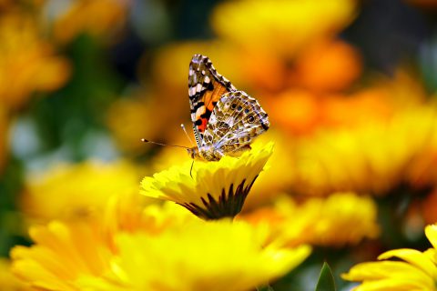 Sensationelles Ergebnis bei Schmetterlingszählung