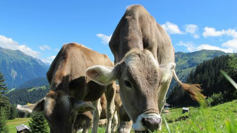 Österreichische Rinderzucht steht gut da