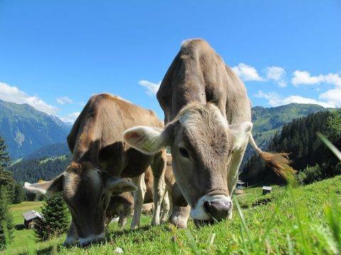 Österreichische Rinderzucht steht gut da