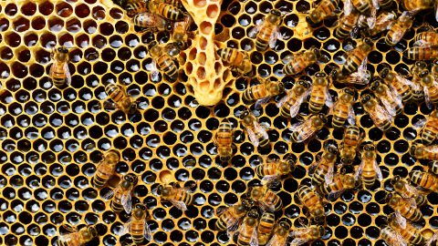 Nachhaltige Produkte – aus Bienenwachs