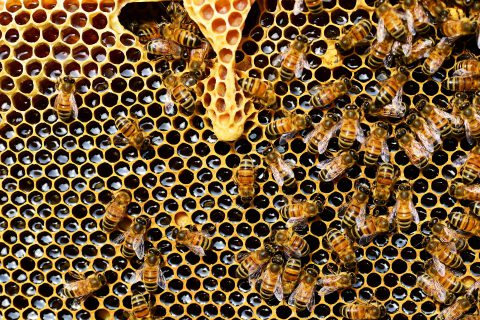 Nachhaltige Produkte – aus Bienenwachs