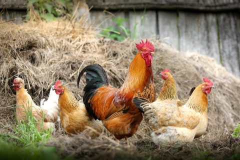 „Tierwohlkennzeichen“ geht über Mindeststandards hinaus