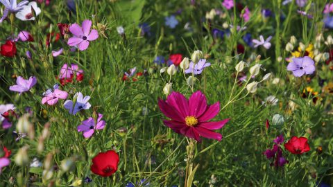 Blumenwiesenpate werden!