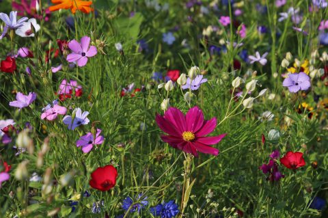 Blumenwiesenpate werden!