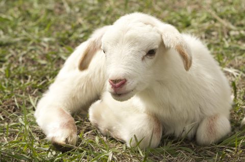 Großer Erfolg für Tierschutzvolksbegehren