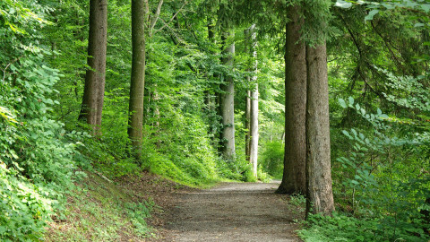 WWF: Kehrtwende in Waldbewirtschaftung notwendig