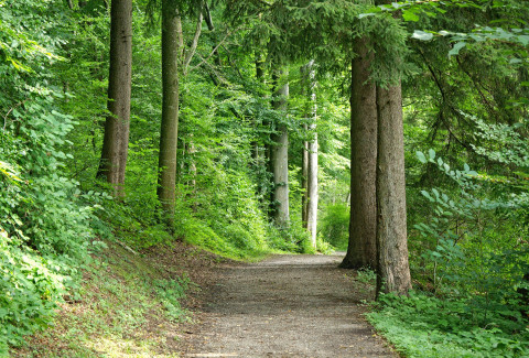 Wald und Holz als Wundermittel gegen Klimakrise