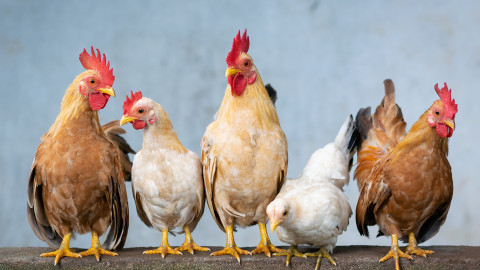 Eintragungswoche für das Tierschutzvolksbegehren startet