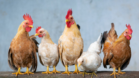 Eintragungswoche für das Tierschutzvolksbegehren startet