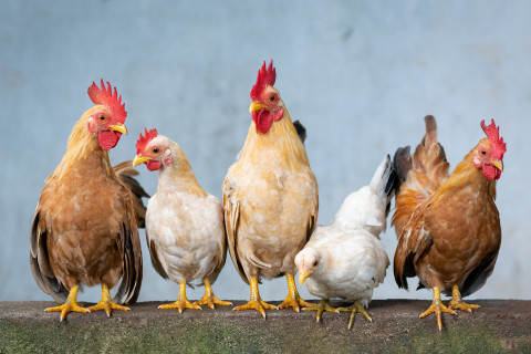 Eintragungswoche für das Tierschutzvolksbegehren startet