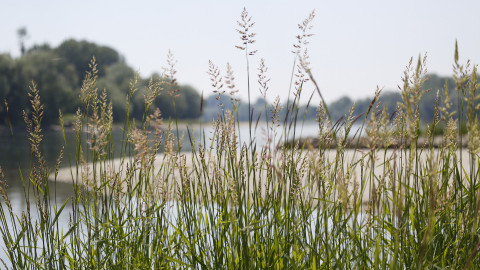 2021 wird der Nationalpark Donau-Auen 25 Jahre alt