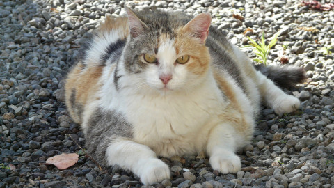 Fat Cat Day: ATX-CEOs haben genug gearbeitet