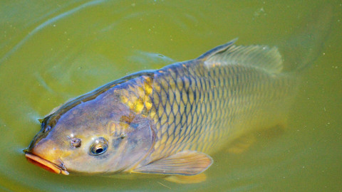 Fastenzeit: Heimischer Fisch schont das Klima