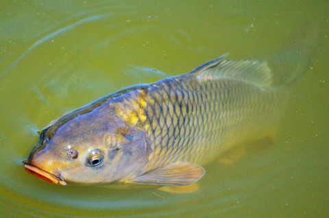 Fastenzeit: Heimischer Fisch schont das Klima