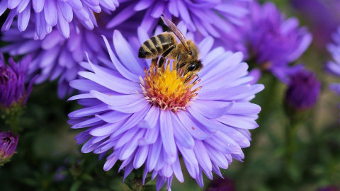 Biodiversitätspolitik: Großer Handlungsbedarf