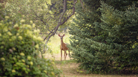 Tierschutzvolksbegehren im Gesundheitsausschuss