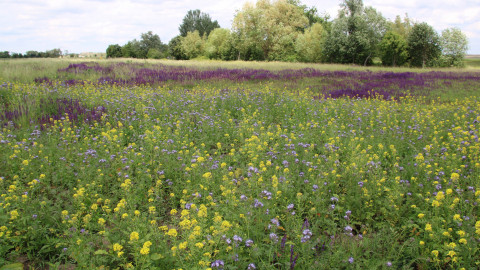 Bio Austria-Höfe nehmen besondere Verantwortung für Biodiversität wahr