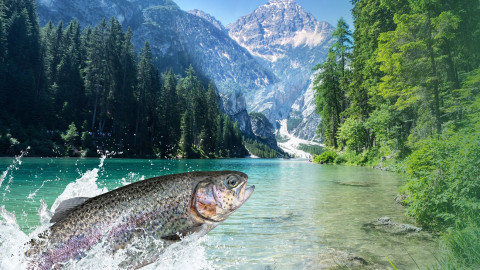 Regionalen Tirolfisch online “angeln”