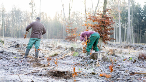 Lavera pflanzt 18.000 Bäume am Benther Berg