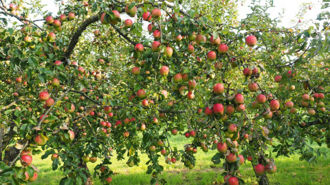 „Tag der Streuobstwiese“ am 29. April