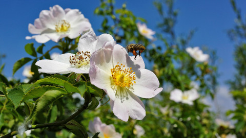 Natur Barometer 2022: “Es ist die Pflicht des Menschen”