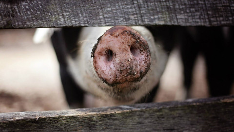 WWF-Rabattanalyse: Jedes dritte Grillfleisch stammt aus dem Ausland