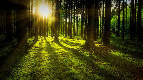 Woche des Waldes: Nachhaltiger Wald erfüllt Schutzfunktionen