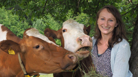 So kann Methanausstoß bei Kühen verringert werden