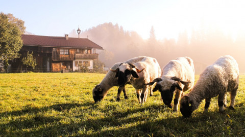 Going Artenreich – Tirol nachhaltig genießen [packmas.Hören]
